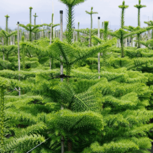 ARAUCARIA heterophylla (Norfolk Pine)