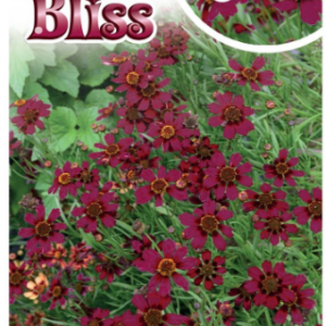 COREOPSIS 'Burgundy Bliss'