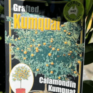 CITRUS Kumquat 'Calamondin'