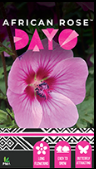ANISODONTEA 'African Rose Dayo'