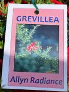 Grevillea 'allyn radiance'