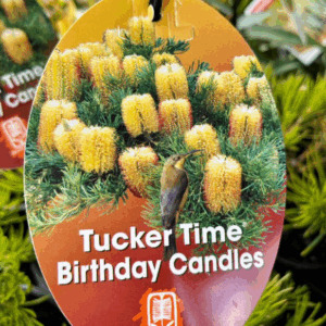 BANKSIA 'Tucker Time Birthday Candles'