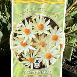 LEUCADENDRON salignum 'Yellow Devil'