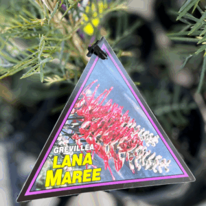 GREVILLEA 'Lana Maree'