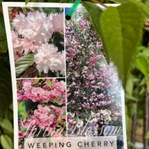 PRUNUS 'Cheals'- Double Pink (Weeping Cherry) - B/R 2026