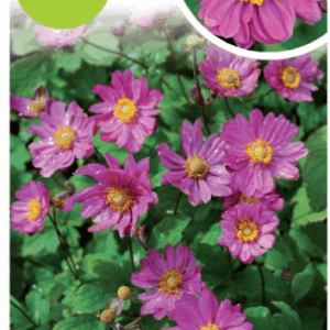 ANEMONE 'Pamina'