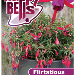 FUCHSIA 'Happy Bells Flirtatious'