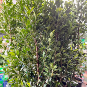 FICUS 'Emerald'