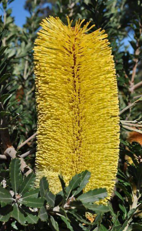 BANKSIA praemorsa 'High Noon'