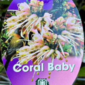 GREVILLEA lav. x chrys. 'Coral Baby'