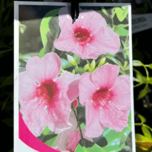 PANDOREA jasminoides 'Deep Pink'