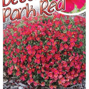 HELIANTHEMUM ‘Beech Park Red’