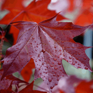 ACER truncatum x platanoides 'Crimson Sunset' (JFS-KW202)