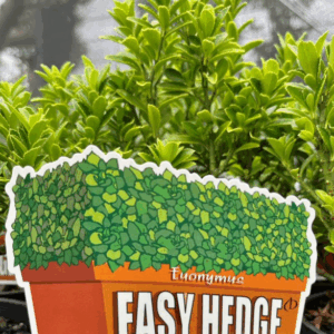 EUONYMUS 'Easy Hedge'