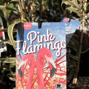 AGONIS flexuosa 'Pink Flamingo'