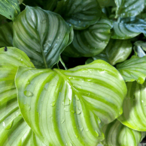 CALATHEA orbifolia