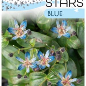 TRICYRTIS 'Blue Shooting Stars Garden Orchid'