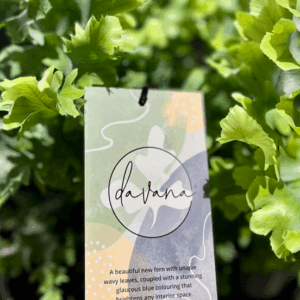 PHLEBODIUM aureum 'Davana' (Fern)