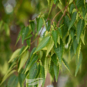 ZELKOVA 'Green Vase'