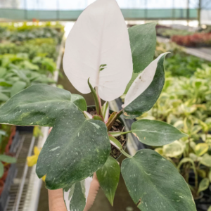 PHILODENDRON 'White Princess'