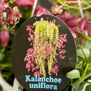 KALANCHOE uniflora