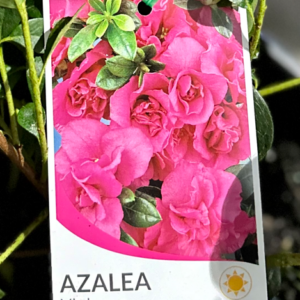 AZALEA indica 'Violacea'