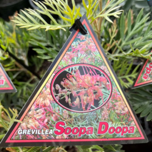 GREVILLEA 'Soopa Doopa'