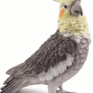 Cockatiel with iron feet