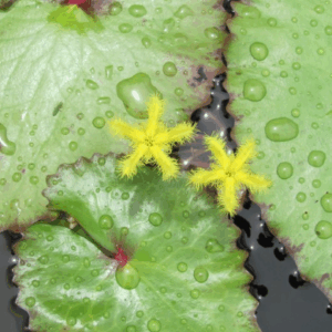 NYMPHOIDES goondiwindi