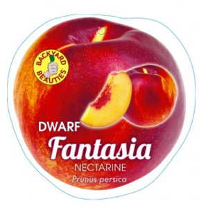NECTARINE Dwarf 'Fantasia'- Yellow Flesh
