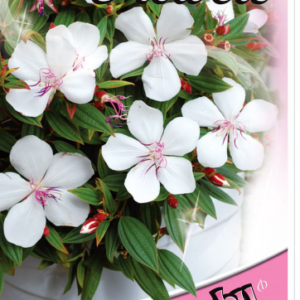 TIBOUCHINA 'Peace Baby'