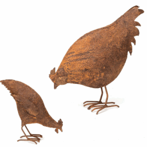 CHICKEN Feeding