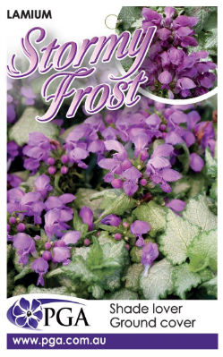 LAMIUM ‘Stormy Frost’