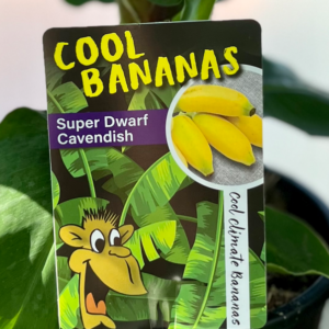 MUSA acuminata 'Super Dwarf Cavendish' (Cool Bananas)