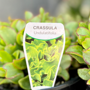 CRASSULA undulatifolia