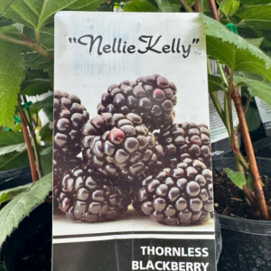 BLACKBERRY Thornless