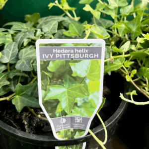 HEDERA helix 'Pittsburg Ivy'