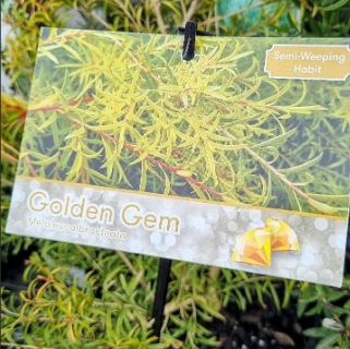 Melaleuca bracteata 'Golden Gem'