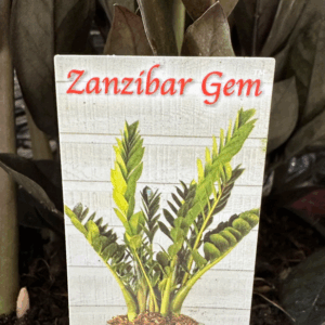 ZAMIOCULCAS 'ZZ Jungle Warrior' (Zanzibar)