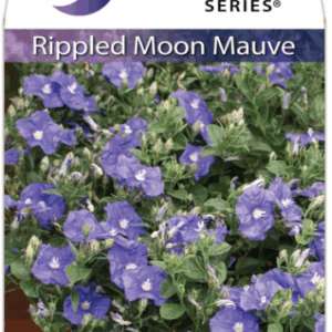 CONVOLVULUS 'Mauve Rippled Moon'