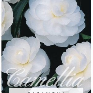 Camellia 'Early Pearly'