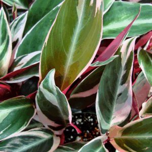 STROMANTHE tricolour