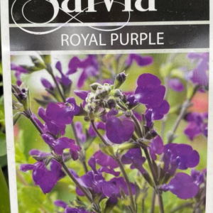 SALVIA 'Royal Purple'