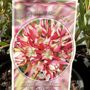 LEUCADENDRON 'Jack Harre'