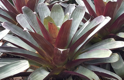 ALCANTAREA Imperialis