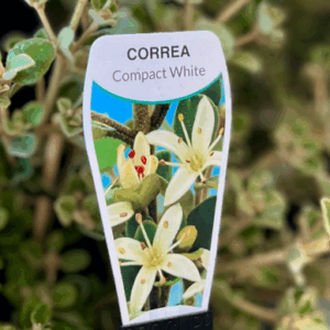 CORREA alba 'Compacta'