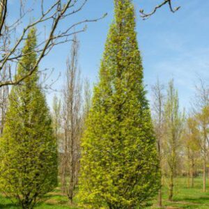 CARPINUS betulus fastigata 'Upright Hornbeam'