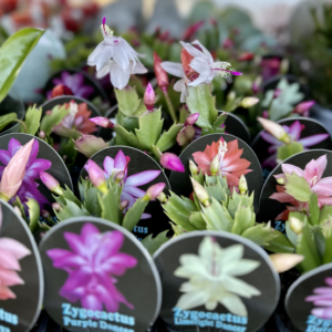 ZYGOCACTUS (Thanksgiving Cactus)