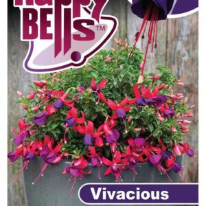 FUCHSIA ‘Happy Bells Vivacious’