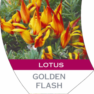 Lotus 'Golden Flash'